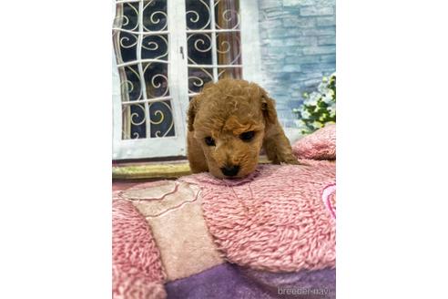 成約済の愛知県のタイニープードル-140062の12枚目